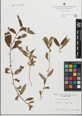 Foto von Salix geyeriana Andersson